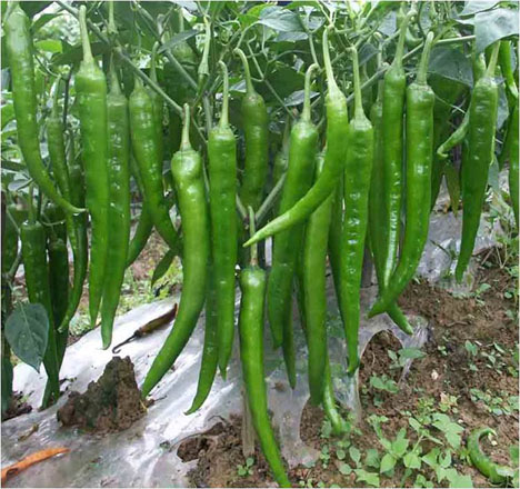 長(zhǎng)勢(shì)好 品質(zhì)高