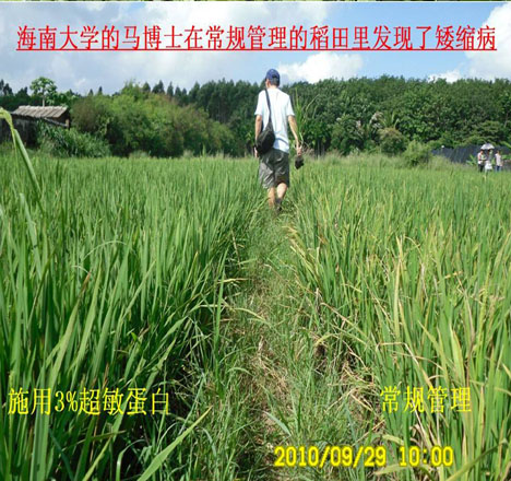 水稻黑條矮縮病對(duì)比試驗(yàn)