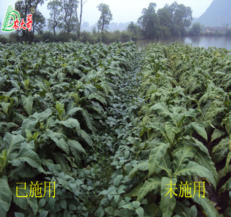 煙草對(duì)比1