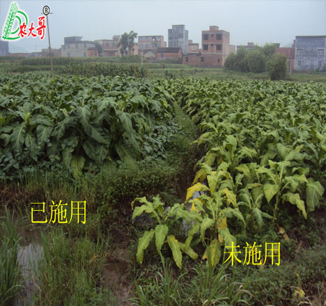 煙草對(duì)比2