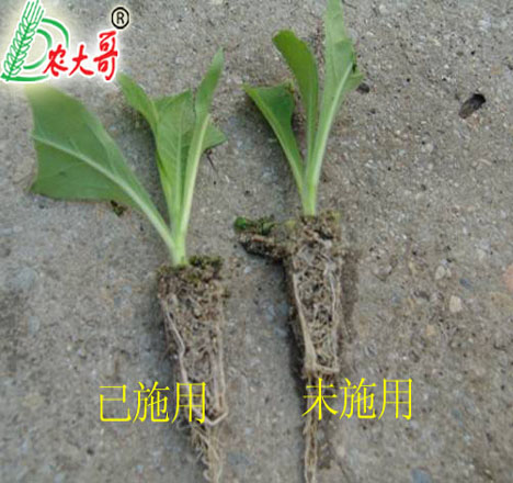 煙草苗期