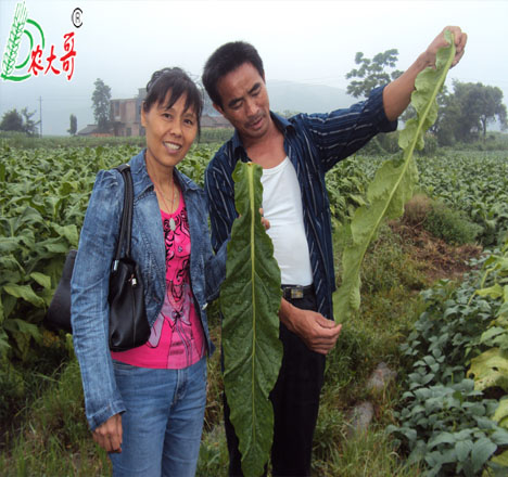 煙草長(zhǎng)勢(shì)好