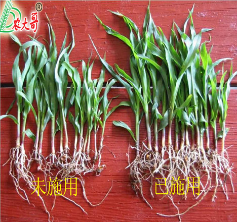 玉米幼苗試驗(yàn)對(duì)比