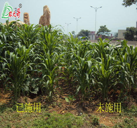 玉米實(shí)驗(yàn)對(duì)比