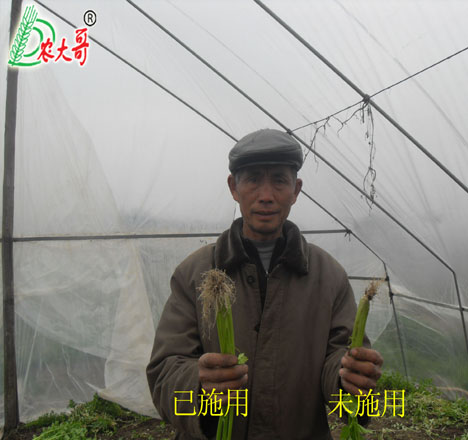 大棚芹菜試驗(yàn)對(duì)比