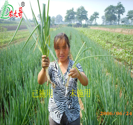 大蔥試驗(yàn)對(duì)比