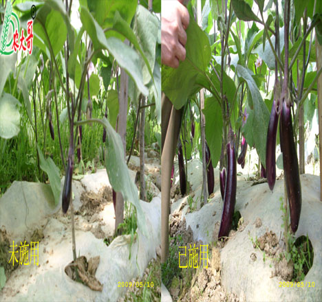茄子試驗對比