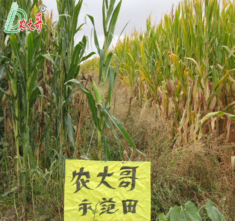 玉米試驗對比